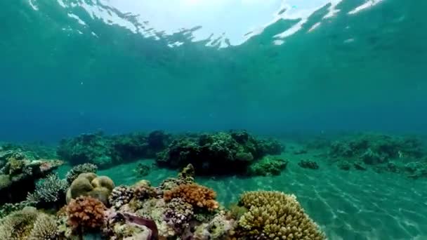 Korallenriff Unter Wasser Mit Fischen Und Meereslebewesen Korallenriff Und Tropische — Stockvideo