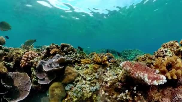 热带鱼和珊瑚礁在水下 硬珊瑚和软珊瑚 水下景观 — 图库视频影像