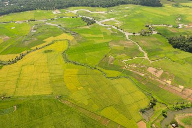Rice fields and agricultural land in the Philippines.