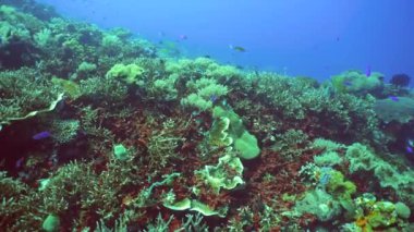 Tropikal balıklar ve mercan resifleri suyun altında. Sert ve yumuşak mercanlar, sualtı manzarası. Filipinler.