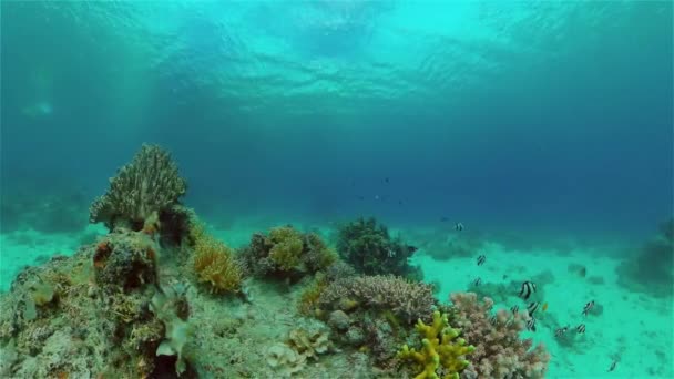 Koraalrif Onder Water Met Vissen Zeeleven Koraalrif Tropische Vissen Filippijnen — Stockvideo