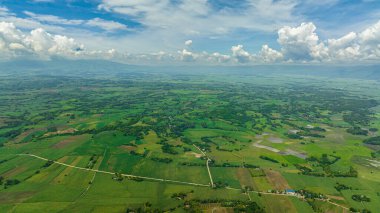 Green fields of farmland with rice fields and sugarcane. Negros, Philippines