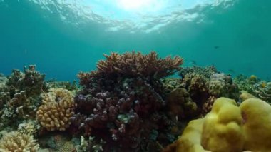 Reef Coral Tropical Garden. Tropical underwater sea fish. Colourful tropical coral reef.