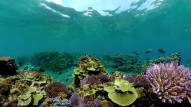 Underwater fish garden reef. Reef coral scene. Seascape under water.