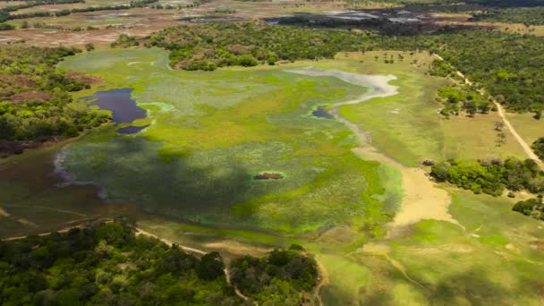 Aerial Drone Swamp Lake Green Tropical Vegetation Lotuses Sri Lanka — Vídeo de stock