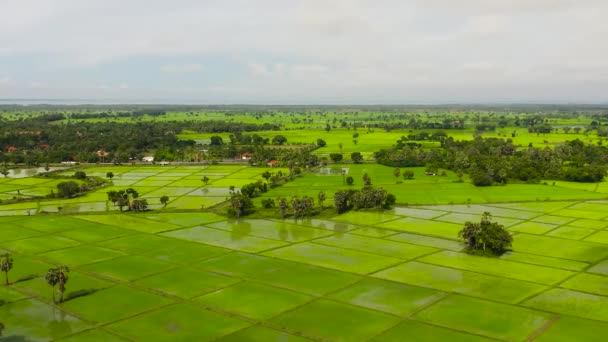 Вид Воздуха Рисовые Поля Сельскохозяйственные Угодья Сельской Местности Шри Ланка — стоковое видео