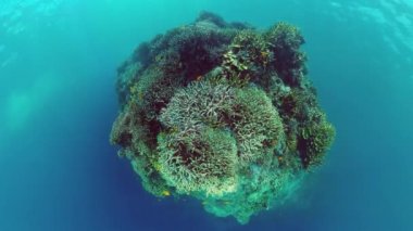 Mercan Kayalıklarında Tropikal Balıklar, sualtı sahnesi. Panglao, Filipinler.