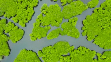 Hava manzaralı yeşil ekoloji mangrovu deniz koyuna tropikal yağmur ormanı. Mangrove manzarası. Siargao, Filipinler.