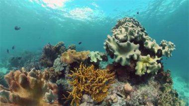 Tropikal balıklar ve mercan resifleri suyun altında. Sert ve yumuşak mercanlar, sualtı manzarası. Seyahat tatili konsepti. Filipinler.