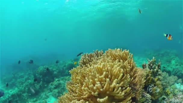热带鱼珊瑚海礁 海底热带生物 热带水下海鱼 海底鱼类礁海洋 热带多彩的水下海景 菲律宾 — 图库视频影像