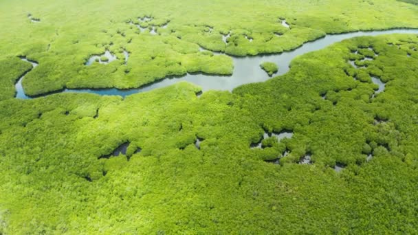 Bosque Lluvioso Manglares Con Árboles Verdes Agua Mar Vista Aérea — Vídeos de Stock