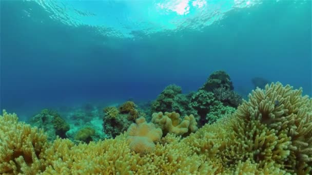 Korallzátony Halas Jelenet Trópusi Víz Alatti Tengeri Halak Színes Trópusi — Stock videók