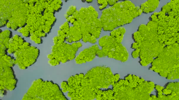 Вид Воздуха Зеленая Экология Мангровые Леса Тропических Тропических Лесов Бухту — стоковое видео