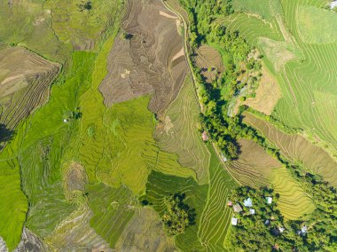 Houses of farmers among rice fields and farmlands. Negros, Philippines.