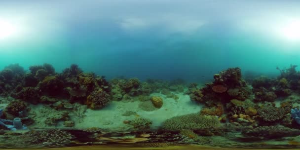 熱帯魚やサンゴと美しい水中風景 生命のサンゴ礁 サンゴ礁サンゴ園水中 フィリピンだ 360Vrビデオ — ストック動画