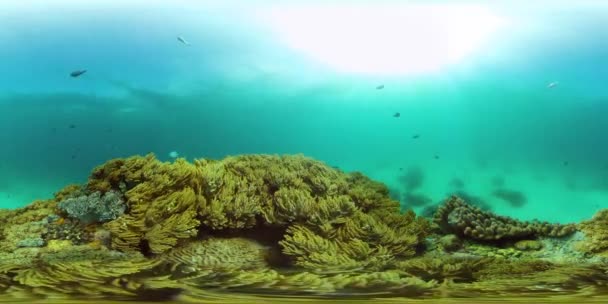 Měkké Tvrdé Korály Podvodní Rybí Útes Korálové Útesy Filipíny Virtuální — Stock video