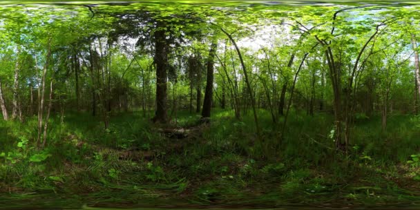 Lesní Krajina Velkými Stromy Zelenou Vegetací Les Letního Dne Virtuální — Stock video