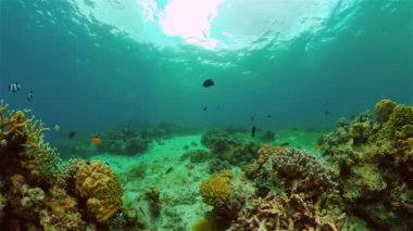 Sualtı Sahne Mercan Resifi. Su altı deniz balığı. Tropik resif denizcisi. Renkli sualtı deniz manzarası. Filipinler.
