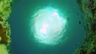 Mercan resifleri ve tropikal balıklarla dolu güzel sualtı dünyası. Filipinler. Seyahat tatili kavramı