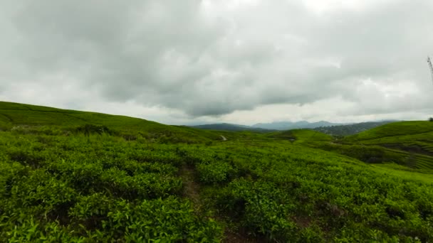 Kayu Aro Tea Plantation Largest Tea Estate World Foot Kerinci — Stok Video