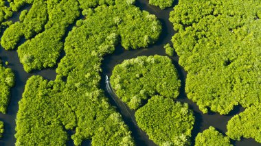 Tropikal bir adada sudaki mangrov ağaçları. Filipinler 'de bir ekosistem, bir mangrov ormanı.