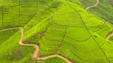 Top view of Tropical landscape with Tea estate among the mountains.