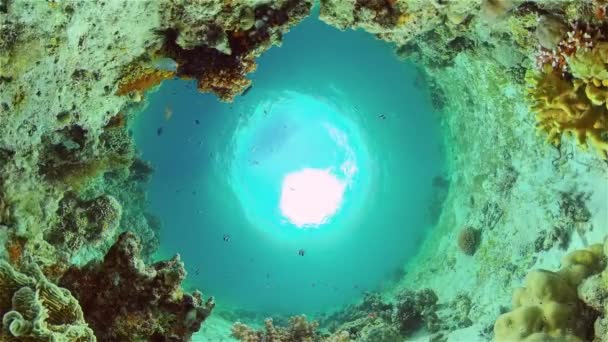 Тропічний Кораловий Риф Морський Пейзаж Рибами Твердими Якими Коралами — стокове відео