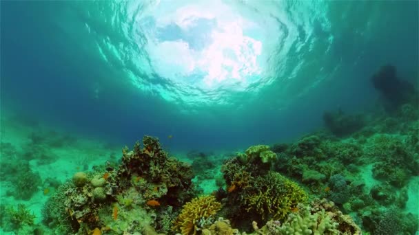 魚や海洋生物と水中サンゴ礁 サンゴ礁と熱帯魚 フィリピン — ストック動画