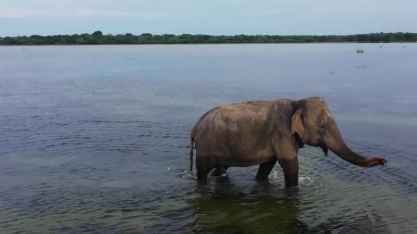 Wild Elephant Lake National Park Wild Animals Sri Lanka — Stockvideo