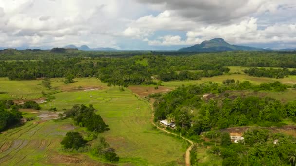 Champs Riz Terres Agricoles Campagne Sri Lanka — Video