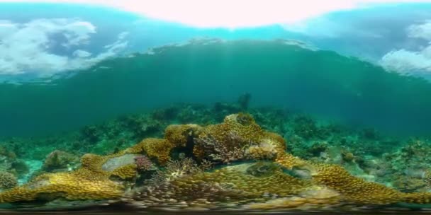 Cena Coral Recife Peixes Subaquáticos Tropicais Corais Duros Macios Paisagem — Vídeo de Stock