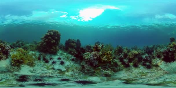 魚や海洋生物と水中サンゴ礁 サンゴ礁と熱帯魚 フィリピンだ 仮想現実360 — ストック動画