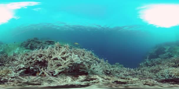 Peixes Tropicais Recifes Coral Mergulho Belo Mundo Subaquático Com Corais — Vídeo de Stock