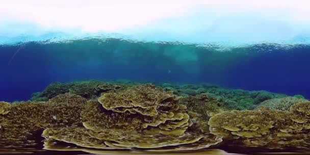 Reef Coral Tropical Garden Peixes Subaquáticos Tropicais Recifes Corais Tropicais — Vídeo de Stock