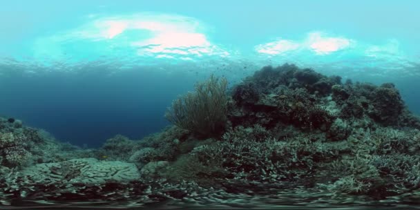 Tropické Korálové Útesy Ryby Pod Vodou Tropické Ryby Korálové Útesy — Stock video