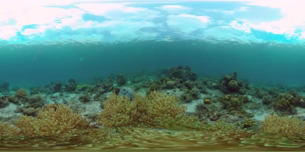 水中の熱帯色鮮やかな柔らかいサンゴの海の風景 水中魚礁海洋 フィリピンだ 360Vrビデオ — ストック動画