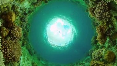 Su altı balık bahçesi resifi. Resif mercan sahnesi. Suyun altında deniz manzarası. Filipinler.