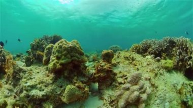 Tropik deniz ve mercan resifi. Sualtı Balık ve Mercan Bahçesi. Su altı deniz balığı. Tropik resif denizcisi. Renkli sualtı deniz manzarası. Filipinler.