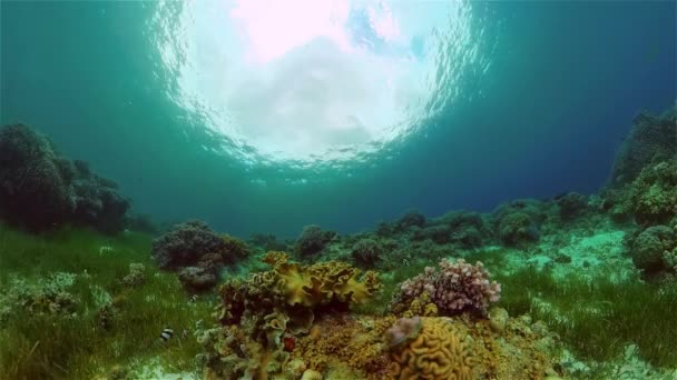 熱帯魚やサンゴ礁水中 ハードと柔らかいサンゴ 水中の風景です 旅行休暇のコンセプト フィリピン — ストック動画
