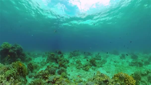 Tropisches Korallenriff Mit Fischen Hart Und Weichkorallen Philippinen — Stockvideo