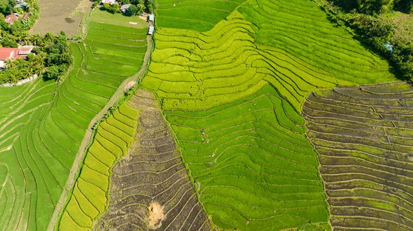 Dron Aéreo Tierras Cultivo Con Terrazas Arroz Campo Negros Filipinas — Foto de Stock