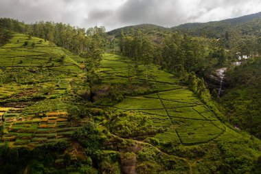 Top view of Tropical landscape with Tea estate among the mountains. Tea plantations. Nuwara Eliya, Sri Lanka.