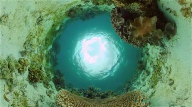 Renkli tropikal mercan resifi. Sahne resifi. Suyun altında deniz manzarası. Filipinler.