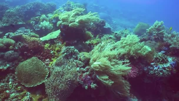 水下鱼类花园礁 珊瑚礁场景 海景在水下 菲律宾 — 图库视频影像