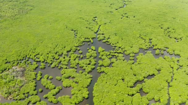 Tropikal Bir Adada Sudaki Mangrov Ağaçları Filipinler Bir Ekosistem Bir — Stok video
