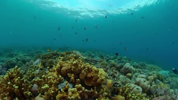 Unterwassertauchen Unterwasser Bunte Tropische Korallenriffe Meereslandschaft — Stockvideo