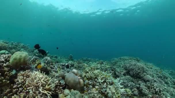 珊瑚礁和热带鱼类 水下世界 — 图库视频影像