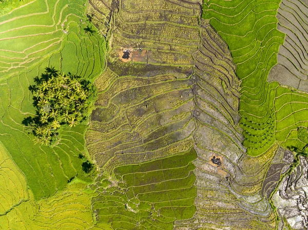 Top View Houses Farmers Rice Fields Farmlands Negros Philippines — Stok fotoğraf