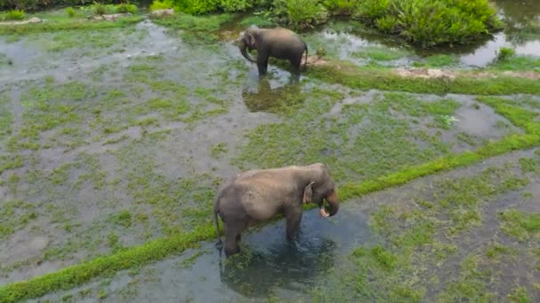 공중에서 날아다니는 코끼리떼는 초원에서 먹습니다 스리랑카 — 비디오