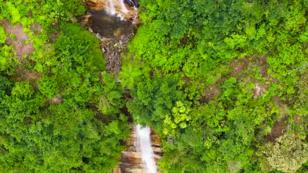 熱帯雨林の滝 ジャングル スリランカ — ストック動画